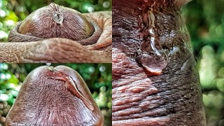 Horny Solo Male with Huge BBC is Obsess with Playing with his Precum Extreme Close Up Precum Play HD