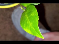 Meyer lemon