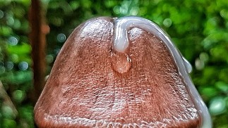 I Slowly Stroke my way to Orgasm till my Dick was filled with Precum and a Huge Cumload Close Up