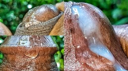 Густая Прозрачная Сперма Медленно Капает И Смешивается С 2 Огромными Богатыми Грузами Очень Крупным Планом (Всхлипывающие Стоны)