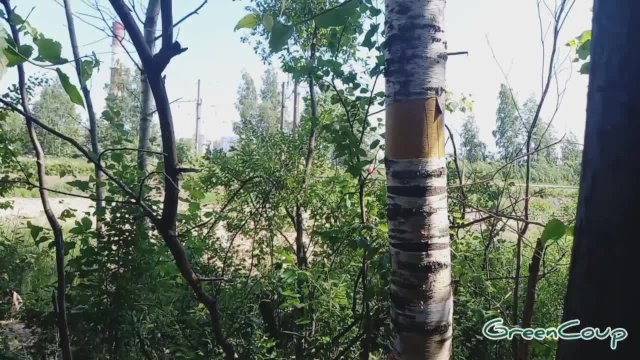 Быстрый отсос в лесу за стоянкой