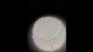 ¡Viendo esperma con un microscopio (x500)!