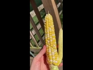 Corn Porn Tiktok