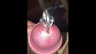 Just starting for tonight. Multiple cock piercings.