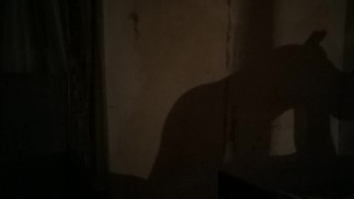 Shadow theater or squeaky bed