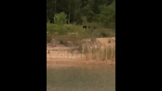 Non solo in natura quando ho pisciato fuori questa volta, ho avvistato un singolo orso nero e un cervo