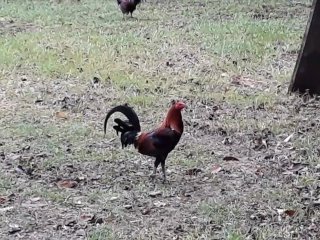 Valentino is overwhelmed by all this cock!