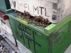 bees ph only - Screenshot 15 of 16 - Hat