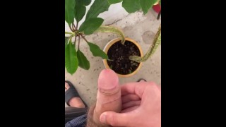 Regando a planta com meu pau, masturbando-se na varanda