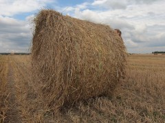 Голая эксгибиционистка в поле с соломой
