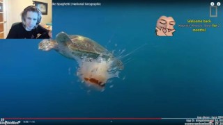 Xqc Is Jellyfish A Herb