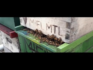 VR Red De Abejas