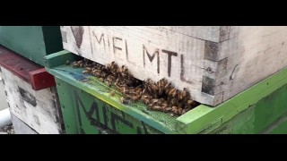 abelhas de rede vr