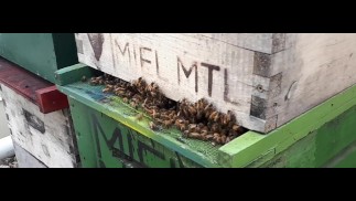 vr network bees