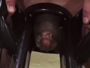 Preview 6 of Man moaning while using cock milking machine