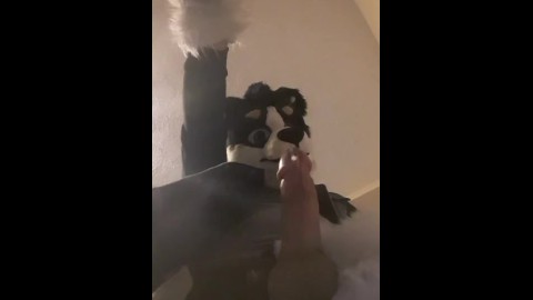 Horny collie murrsuit jerks off and cums hands free