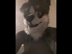Horny collie murrsuit jerks off and cums hands free