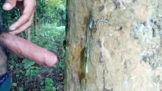 Large Cock Clump On A Tree