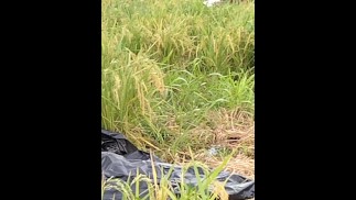 Öffentliches Pinkeln auf einer Reisfarm... Dablackpee