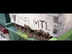 vr bees network pornstar