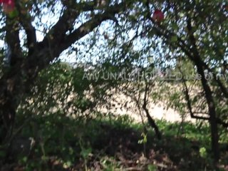 I Don't Care About Apples