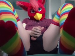 Fursuit Teasing with cute rainbow socks