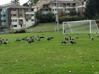 Crafty PAWG is getting ready for winter and flashes in public park outside SFW natural tits fat ass
