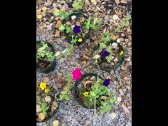POV Risky Outdoor Pissing & Cumming Compilation all over our potted flowers at the campsite today