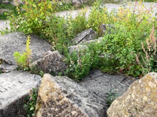 Next Level risky Public - Sunset Handjob on ahighly frequented Viewing Point ! Maybe_Caught :D