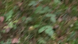 PISSING AT FOREST