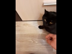 Game from cat - Screenshot 11 of 16 - Cat