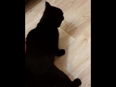 Game from cat - Screenshot 14 of 16 - Cat