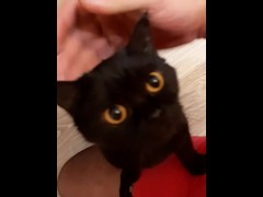 Game from cat - Screenshot 8 of 16 - Cat
