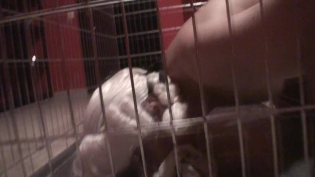 Watch Bondage Video:Joschi must be in the room of his mistress clean the cage.