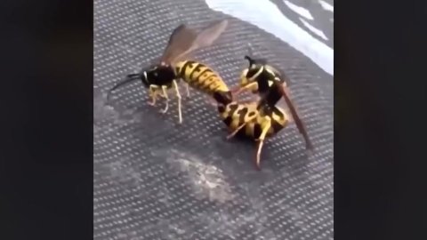 Wasp clapping cheeks...