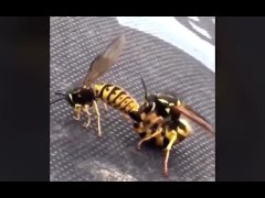 Wasp clapping cheeks...