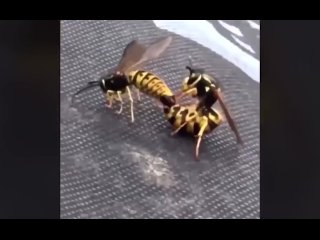 Wasp Clapping Cheeks...