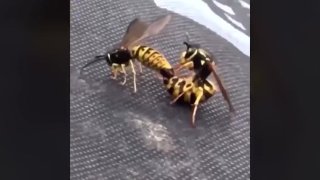 Wasp aplaudiendo mejillas ...