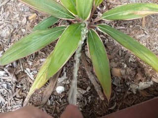 amateur, exclusive, piss plant, pissing outdoor