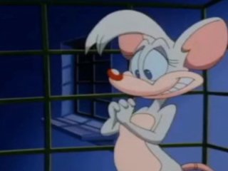 verified amateurs, pinky and the brain, animaniacs, cartoon