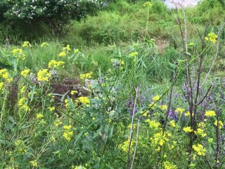 The Guy Ended Up In a Beautiful Meadow And Took Out His Dick a Little And Jerked Off
