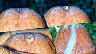 VERRASSING! Grote lul geile Guy keert terug, streelt en speelt met zijn voorvocht in close-up (luid kreunen)