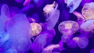 Ведение дневника самопознания: насколько хорошо я знаю себя? (Часть 5)