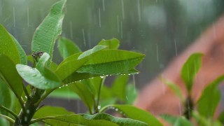 video di esempio - pioggia sulle foglie