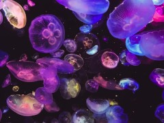 Rising Above Your Old Conditioning (Guided Journaling)