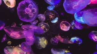 Подняться над своей старой условностью (Guided Journaling)