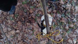 Я пожираю своего плюшевого дракона в лесу