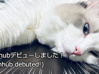 足元でセクシーな猫が寝ていました