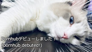 我的脚下有一只性感的猫