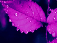 Body Scan Guided Meditation 